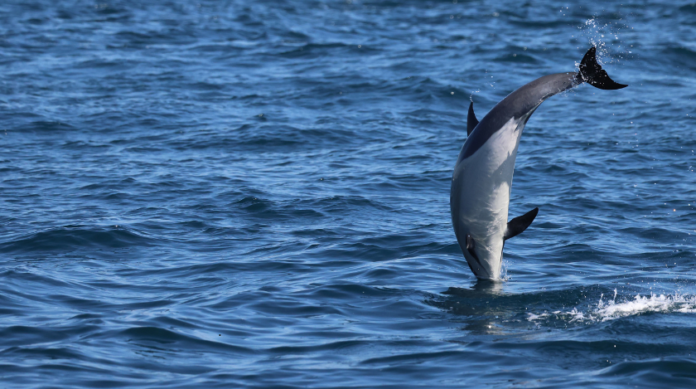 Dolphin Discovery