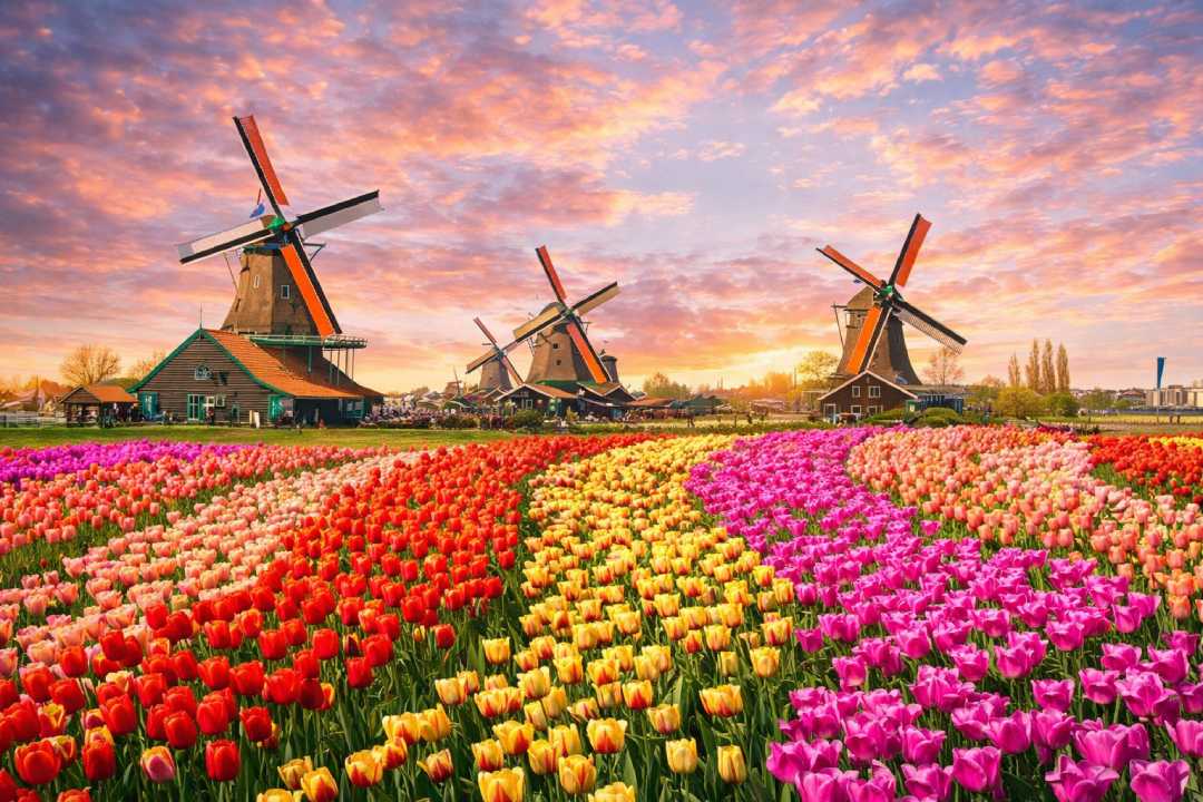 Keukenhof Gardens, the Most Beautiful Tulip Paradise in the Netherlands