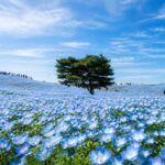 A Mind-Blowing Slow Living Experience at Hitachi Seaside Park in Japan