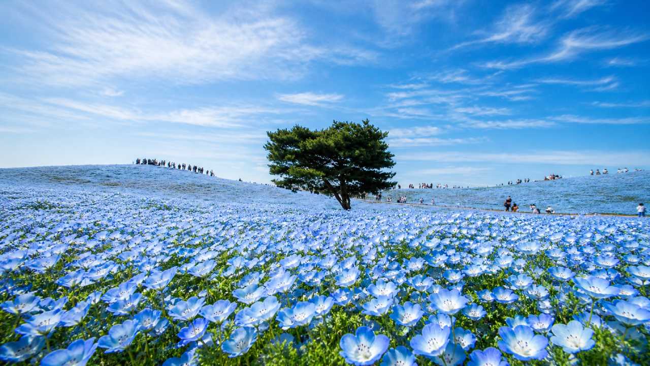 A Mind-Blowing Slow Living Experience at Hitachi Seaside Park in Japan