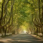 Nanjing's Wutong Avenue, China's Iconic Tree Alley That Looks Like a Fairy Tale