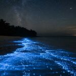 Vaadhoo Island The Magical Beach Where the Ocean Glows Like Stars