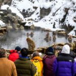 Japan's Snow Monkey Park Limits Visitors to Protect Wildlife and Experience