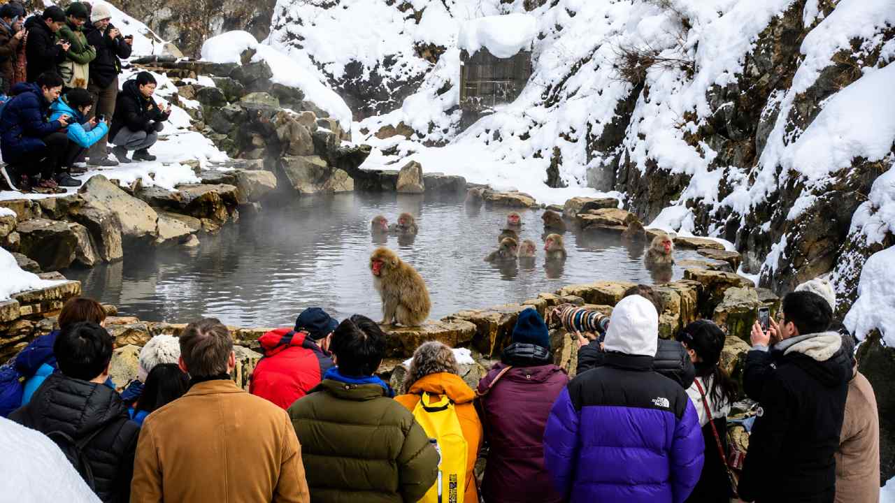 Japan's Snow Monkey Park Limits Visitors to Protect Wildlife and Experience