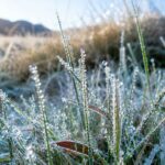 Planning a Trip to Dieng? Get Ready for Its Chilly Season and Magical Frosty Mornings