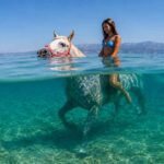 Horseback Riding in Croatia’s Sea Becomes Summer Tourist Favorite