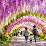 Kawachi Wisteria Garden Feels Like a Dreamy Purple Wonderland