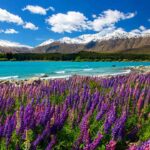 Lake Tekapo Turns Dreamlike When Colorful Lupins Begin to Bloom