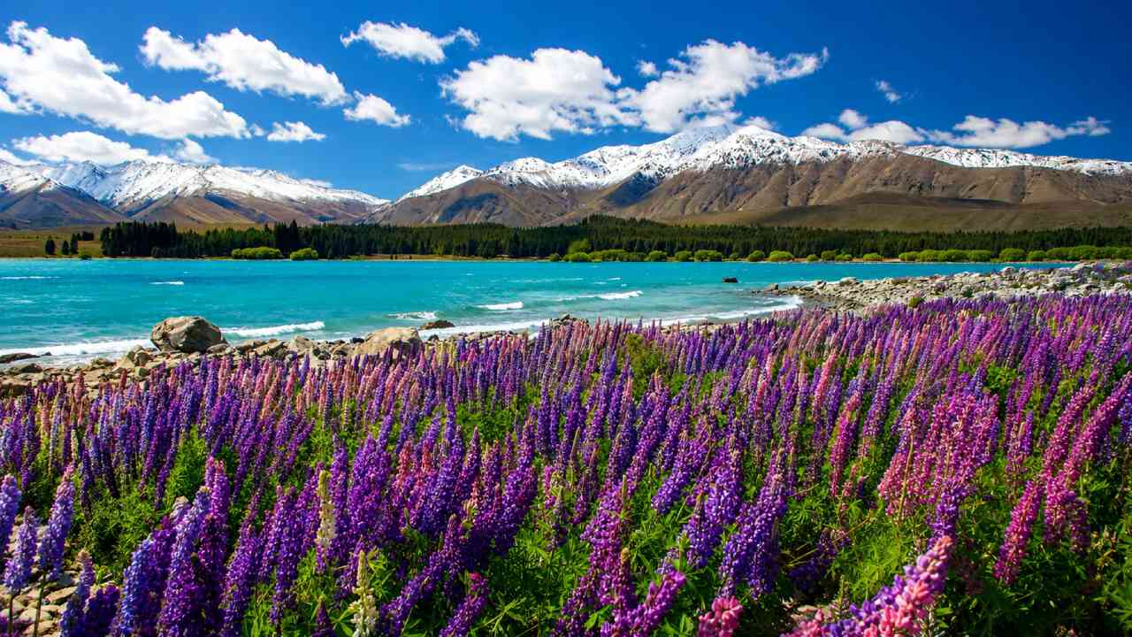 Lake Tekapo Turns Dreamlike When Colorful Lupins Begin to Bloom