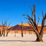 Discover Deadvlei, Namibia’s Mysterious Desert of Ancient Dead Trees