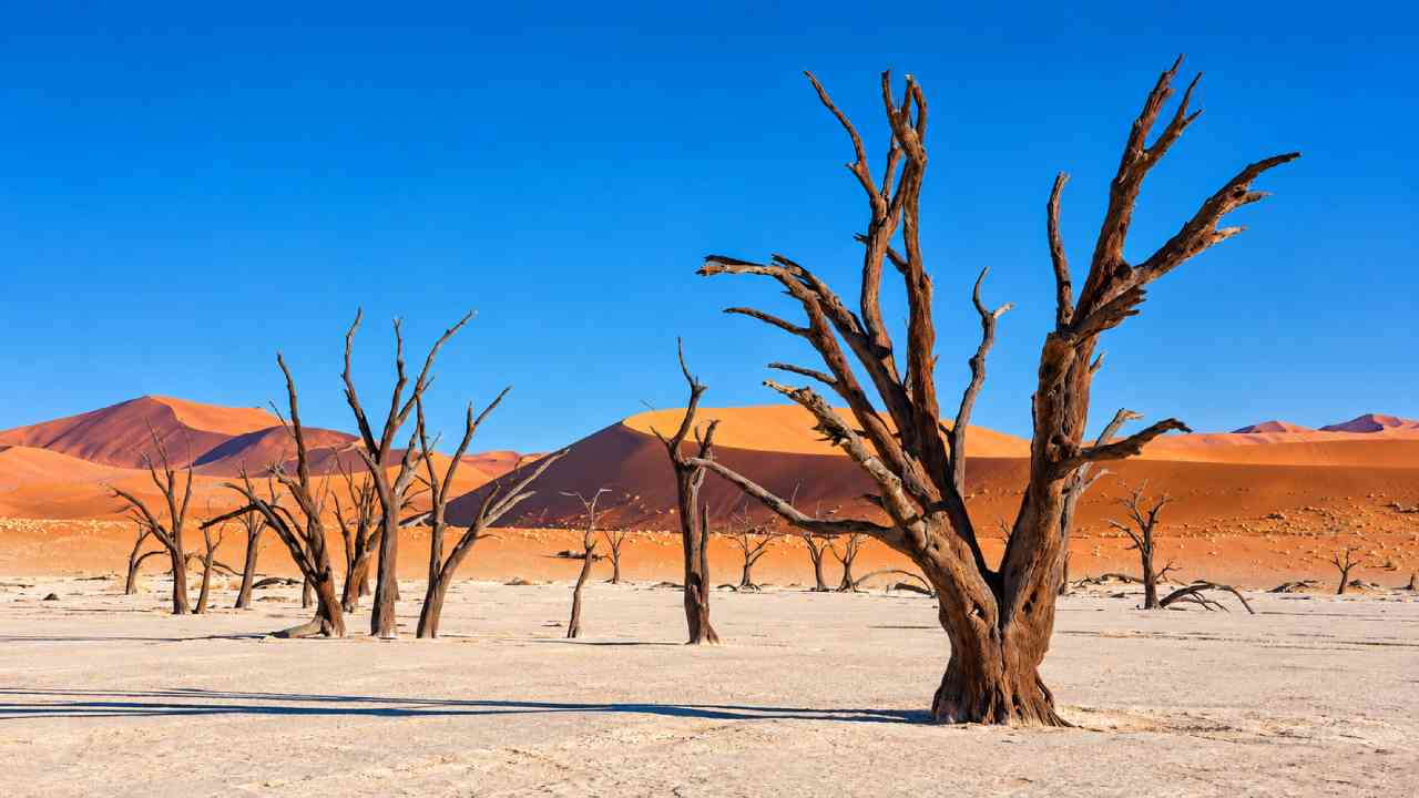 Discover Deadvlei, Namibia’s Mysterious Desert of Ancient Dead Trees
