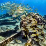 Diving in Aruba, Exploring World War II Wrecks Beneath the Caribbean Sea