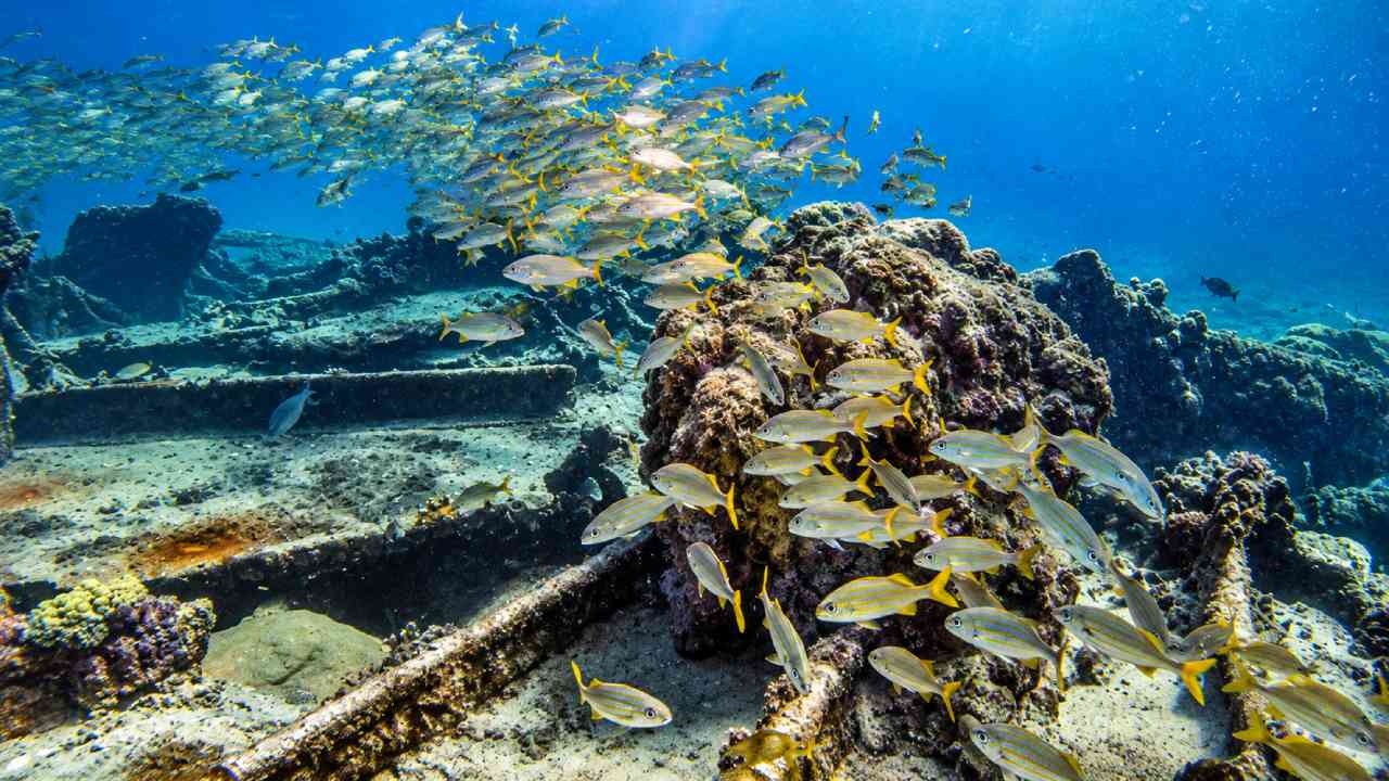 Diving in Aruba, Exploring World War II Wrecks Beneath the Caribbean Sea